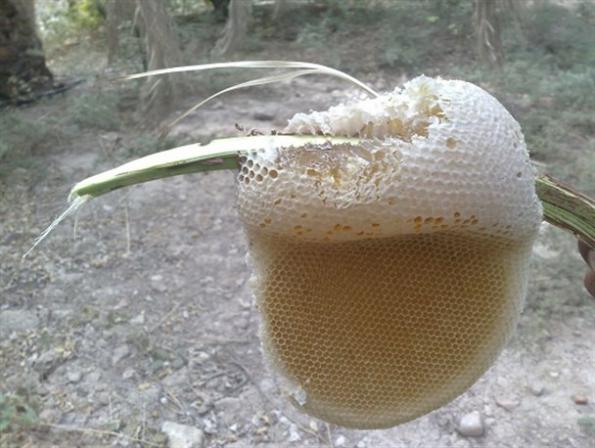عوامل موثر بر کیفیت بهترین عسل کوهی