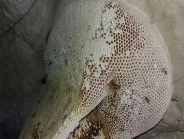 عرضه عسل کوهی تبریز